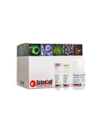 Relative Human Telomere Length Quantification qPCR Assay Kit