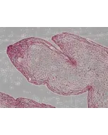 Safranin O Staining Kit