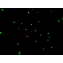 Live/Dead Cell Staining Kit (CSK )