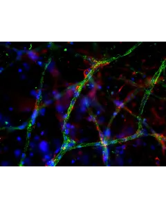 Day 9 post-embedding: Endothelial cells stained with VWF (green) and pericytes stained with NG2 (red), 200x
