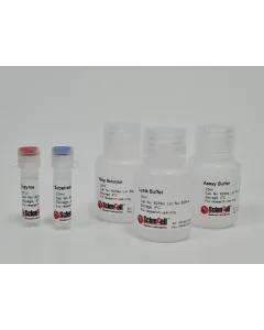 Alkaline Phosphatase Activity Assay