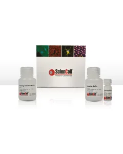 Alkaline Phosphatase Staining Assay