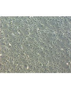 Bovine Meningeal Cells (BMC)-Phase Contrast, 100X
