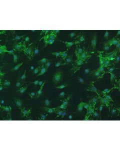 Bovine Oral Fibroblasts