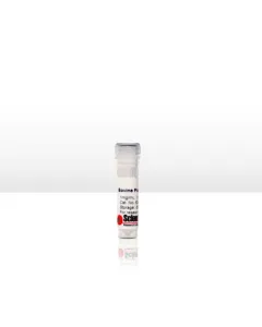 Bovine Plasma Fibronectin
