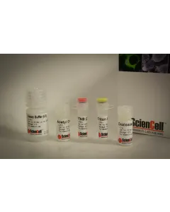 Citrate Synthase Assay