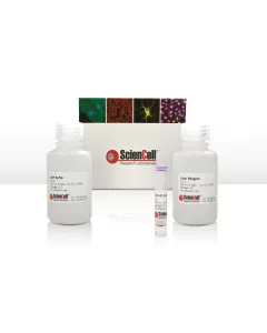 Colorimetric Calcium Assay