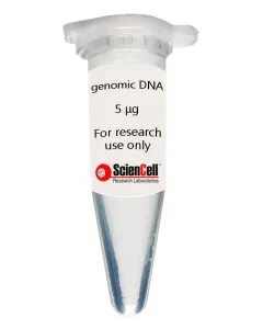 Human Cardiac Fibroblast-adult atrial Genomic DNA