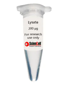 Human Cardiac Fibroblast-adult atrial Lysate