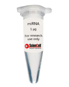 Human Cardiac Fibroblast-adult atrial MicroRNA