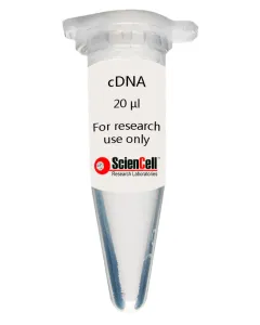 Human Cardiac Fibroblast-adult ventrical cDNA