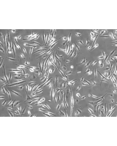 Phase contrast 100X