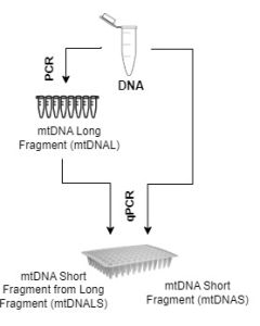 Human Mitochondrial DNA Damage Quantification qPCR Assay Kit