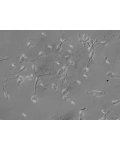 Human Neurons-brain stem (HN-bs) - Relief contrast, 400x.
