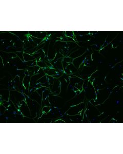 Human Neurons (HN) - immunostained for beta tubulin III (green), 200x

