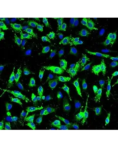Human Pulmonary Artery Endothelial Cells (HPAEC) - Immunostaining for vWF, 200x.
