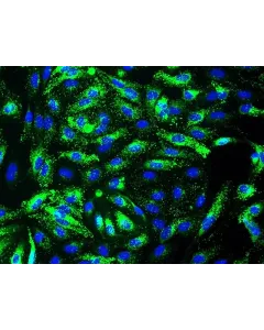 Human Splenic Endothelial Cells (HSEC) - Immunostaining for vWF, 400x.

