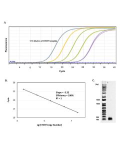 Quality assessment of hTERT primer set. (A) qPCR amplification curves using
serially diluted hTERT template. (B) Derivation of qPCR efficiency of hTERT primer set. (C) Separation of hTERT qPCR product by gel electrophoresis.