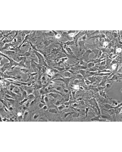Mouse Astrocytes-spinal cord (MA-sc) - Phase contrast, 200x.
