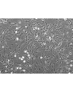 M3300 phase contrast 100x