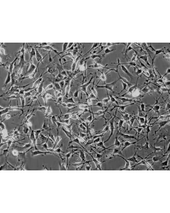 Mouse Schwann Cells (MSC) - Phase contrast, 200x.
