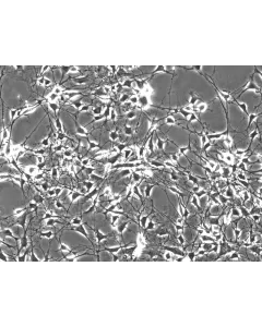 Mouse Schwann Cells (MSC) - Phase contrast, 200x.
