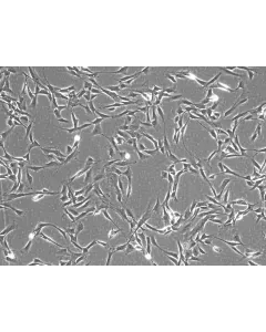 Rabbit Cardiac Fibroblasts (RabCF) – Phase Contrast, 100X.