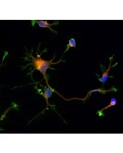 Rat neurons - cortical (R1520) - Immunostaining for Beta Tubulin III (red) and F-actin (green), 600x