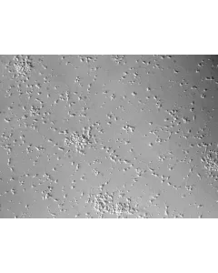Rat Neurons-dorsal spinal cord (RN-dsc) - Relief contrast, 100x.
