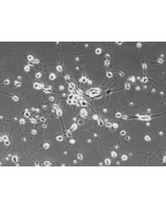 Rat Neurons-spinal cord (RN-sc) - Phase contrast, 200x.
