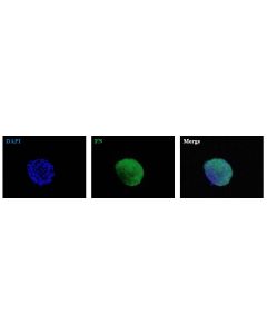 Human Bronchial Fibroblast Spheroids express the fibroblast marker fibronectin (FN). 