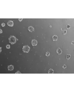 Ready-to-use 3D chondrocyte spheroids at 24 hours after thawing