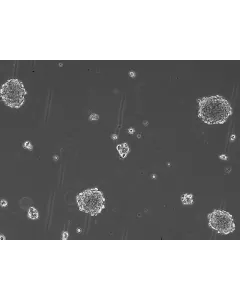 Ready-to-use 3D MSC Spheroids at Day 1 post thawing