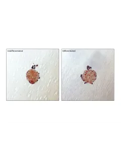 Lipid droplets are visible in Human Preadipocyte spheroids after 5 days of culture in differentiation medium