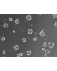 At 24 h post thawing - Osteoblast and endothelial cells co-culture spheroids.
