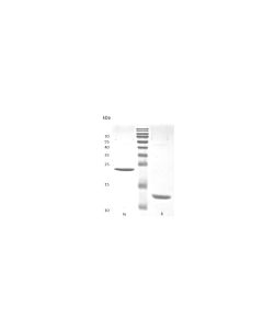 Recombinant Human Activin A