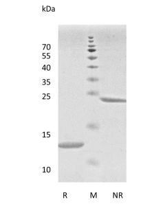 Recombinant Human Transforming Growth Factor-β2