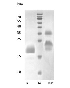 Recombinant Human Vascular Endothelial Growth Factor C