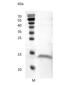 Recombinant Human Vascular Endothelial Growth Factor D