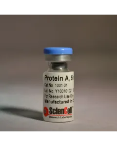 Recombinant Protein A