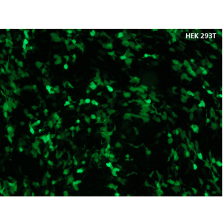 使用 优诺费塔根(UniFectagen) 转染 GFP 的 HEK293T 细胞，转染后 24 小时。
