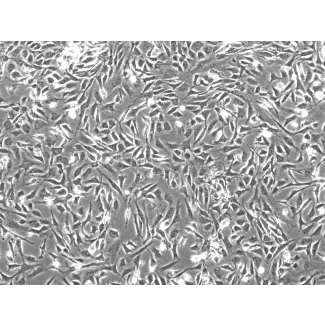 经丝裂霉素 C 处理的小鼠胚胎成纤维细胞（MEF-mt）——相差显微镜下，100×

