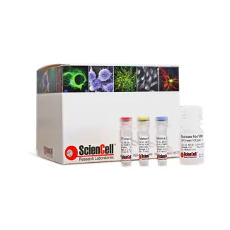Absolute Human Telomere Length Quantification qPCR Assay Kit