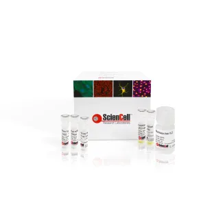 Absolute Rat Mitochondrial DNA Copy Number Quantification qPCR Assay Kit