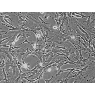 小鼠小脑星形胶质细胞（MA-c）— 相差显微镜图像，200 倍放大
