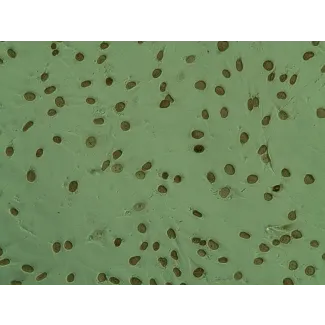 Colorimetric TUNEL Apoptosis Assay