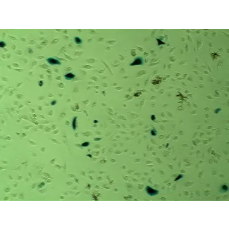 EpiFectagen II