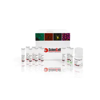 GeneQuery™ HLA-B PCR+Sanger SBT Typing Kit 