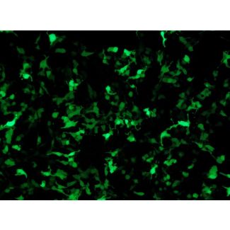 GFP expression in HEK293T cells transfected with the HRE GFP Reporter Vector after pathway activation (100x)
