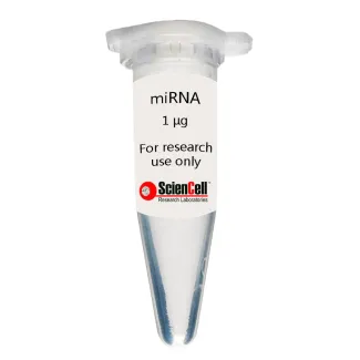 Human Coronary Artery Endothelial Cell MicroRNA